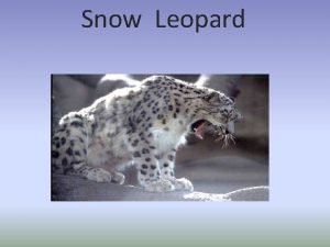 Snow Leopard Snow Leopard The snow leopard Panther Snow Leopard Snow Leopard The snow leopard Panther