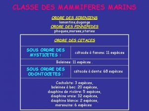 CLASSE DES MAMMIFERES MARINS ORDRE DES SIRENIENS lamantins