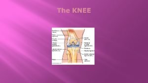 The KNEE q The knee is one of