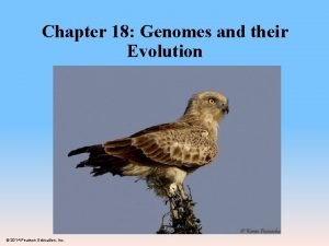 Chapter 18 genomes and their evolution