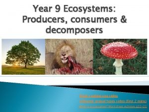 Producers, consumers and decomposers worksheet