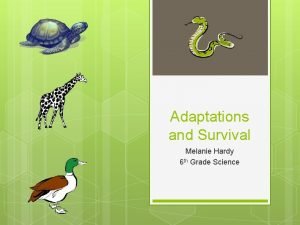 Studyjams animal adaptations