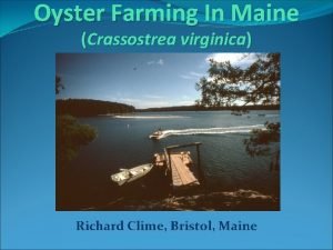 Oyster Farming In Maine Crassostrea virginica Richard Clime