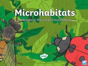 What is a microhabitat