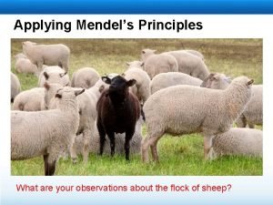 Applying mendels principles