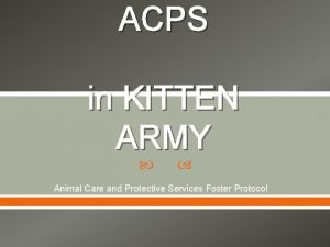 ACPS in KITTEN ARMY Animal Care and Protective