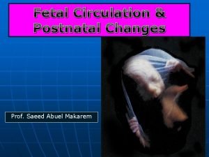 Fetal Circulation Postnatal Changes Prof Saeed Abuel Makarem