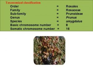 Taxonomical classification Order Family Subfamily Genus Species Basic