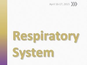 April 16 17 2015 Respiratory System Respiratory Anatomy