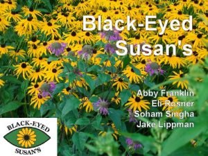 BlackEyed Susans Abby Franklin Eli Rosner Soham Singha