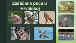 Ptice pjevice hrvatske