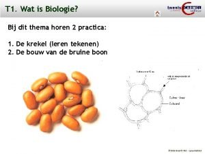 Bruine boon biologie
