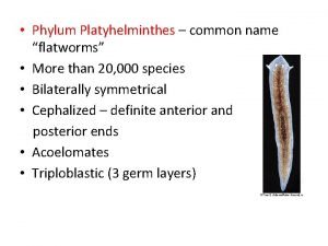 Common name of platyhelminthes