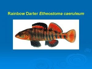 Rainbow Darter Etheostoma caeruleum canadense By Curt Kemmerer