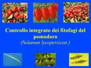 Controllo integrato dei fitofagi del pomodoro Solanum lycopersicon