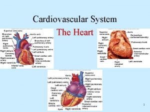 Blood flow through heart steps