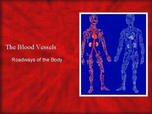 The Blood Vessels Roadways of the Body What