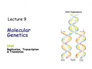 Lecture 9 Molecular Genetics DNA Replication Transcription Translation