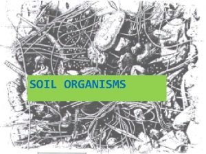 Global soil biodiversity initiative