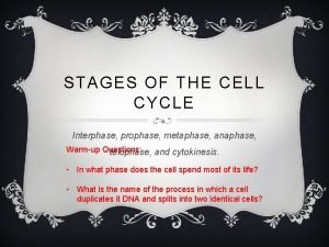 STAGES OF THE CELL CYCLE Interphase prophase metaphase