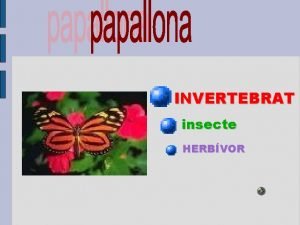 INVERTEBRAT insecte HERBVOR COM S La papallona s