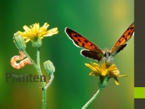 Geslachtelijke voortplanting bij planten