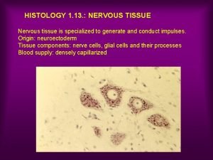 HISTOLOGY 1 13 NERVOUS TISSUE Nervous tissue is