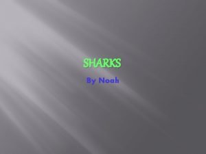 SHARKS By Noah Shark facts dinosaurs Sharks lived