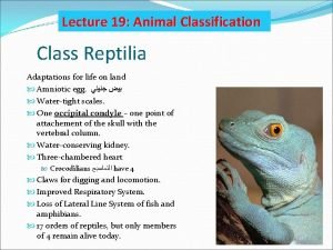 Lecture 19 Animal Classification Class Reptilia Adaptations for