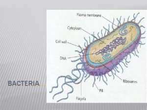 Kingdom monera eubacteria