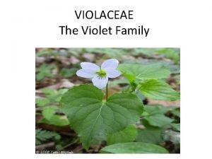 VIOLACEAE The Violet Family VIOLACEAE shrubs or herbs