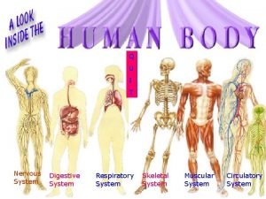 Nervous system and digestive system