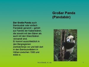 Groer Panda Pandabr Der Groe Panda auch Bambusbr
