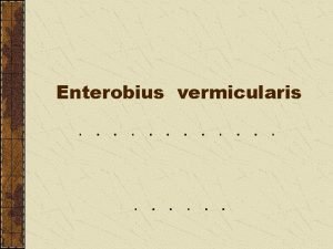 Enterobius vermicularis Enterobius vermicularis The pinworms are one