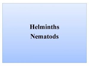 Helminths Nematods 1 Ascaris lumbricoides Morphology It causes