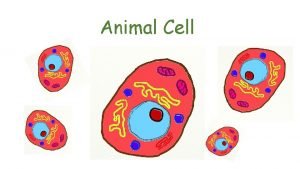 Animal Cell Hello Im a cell Here on
