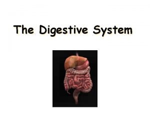 The Digestive System The Digestive Tract This is