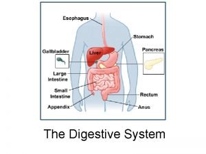 The Digestive System Functions mechanical and chemical breakdown