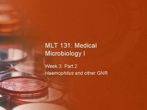 MLT 131 Medical Microbiology I Week 3 Part