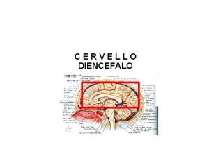 CERVELLO DIENCEFALO CERVELLO quella struttura del SNC costituita