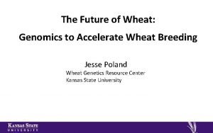 The Future of Wheat Genomics to Accelerate Wheat
