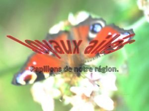 Papillons de notre rgion Polygonia calbum le Robert