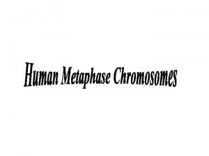 Experiment Objectives Preparing Staining and observing human metaphase