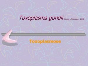 Toxoplasma gondii Nicole e Manceaux 1908 Toxoplasmose Profa