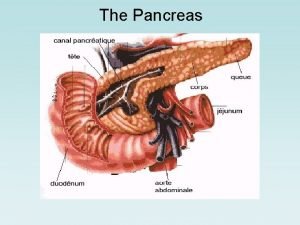 The Pancreas The Pancreas Functions of the Pancreas