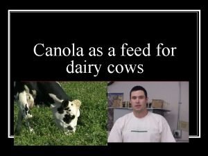 Canola as a feed for dairy cows Canola