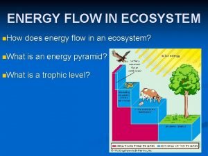 ENERGY FLOW IN ECOSYSTEM n How does energy