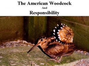 The American Woodcock And Responsibility Think about how