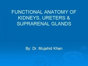 FUNCTIONAL ANATOMY OF KIDNEYS URETERS SUPRARENAL GLANDS By