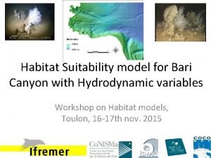 Habitat Suitability model for Bari Canyon with Hydrodynamic